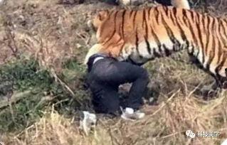 成都老虎爆料视频最新